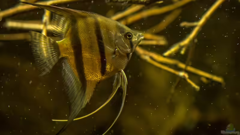 Pterophyllum scalare von timo-on-keys (20)