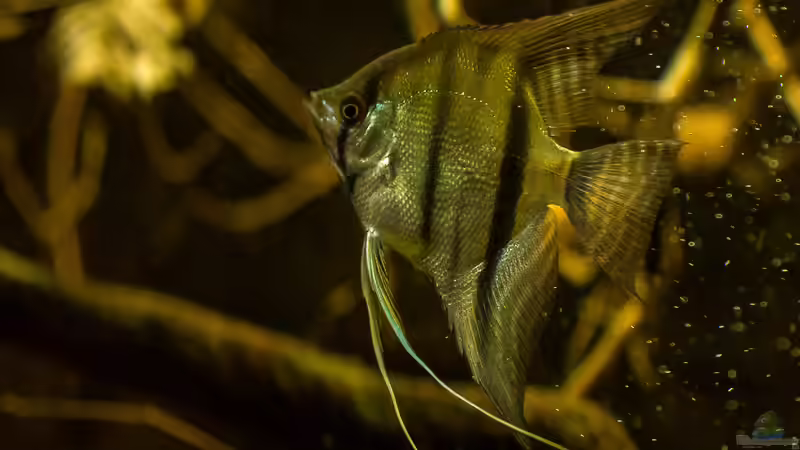 Pterophyllum scalare von timo-on-keys (21)