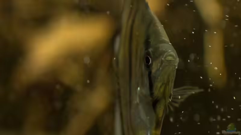 Pterophyllum scalare von timo-on-keys (22)