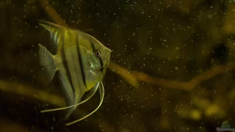 Pterophyllum scalare von timo-on-keys (23)