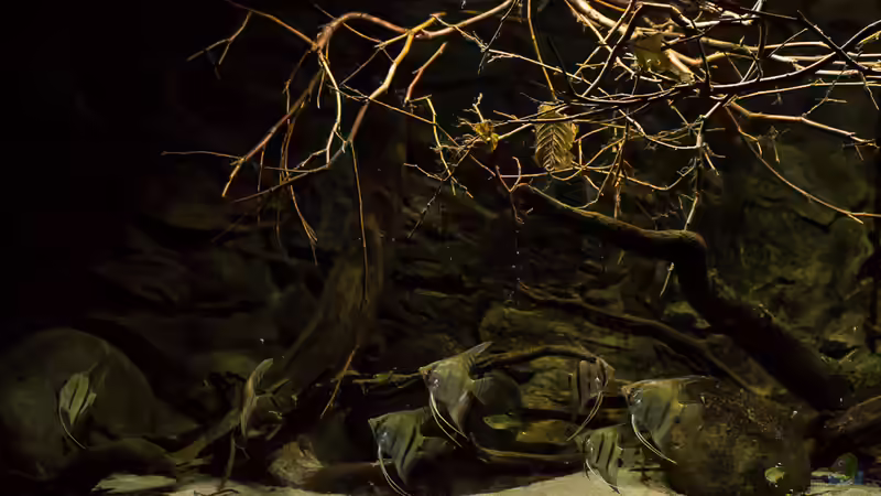 Pterophyllum scalare von timo-on-keys (27)