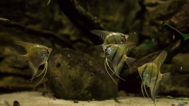 Pterophyllum scalare von timo-on-keys (28)