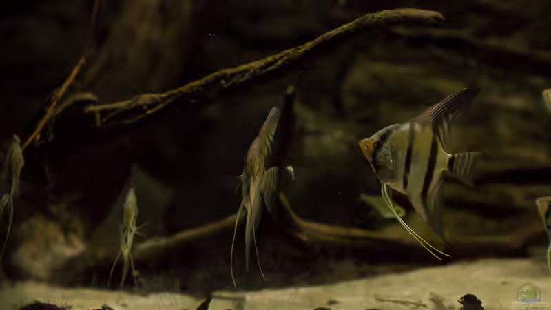 Pterophyllum scalare von timo-on-keys (30)