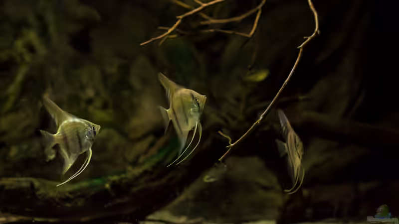 Pterophyllum scalare von timo-on-keys (31)