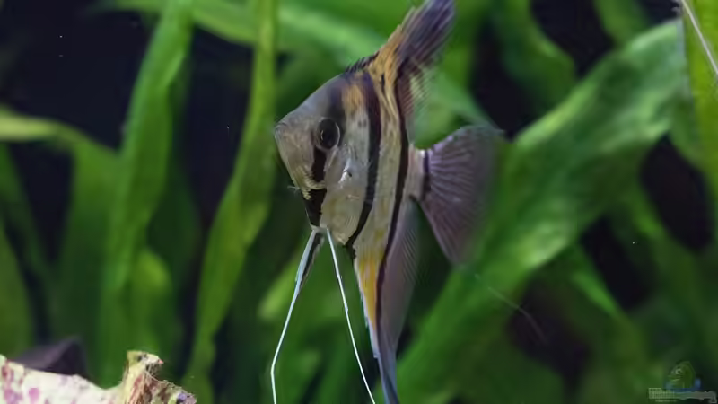 Pterophyllum scalare (w) von Fäbi_CH (22)