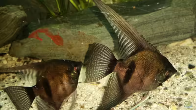 Pterophyllum scalare Zuchtpaar von David S. (5)