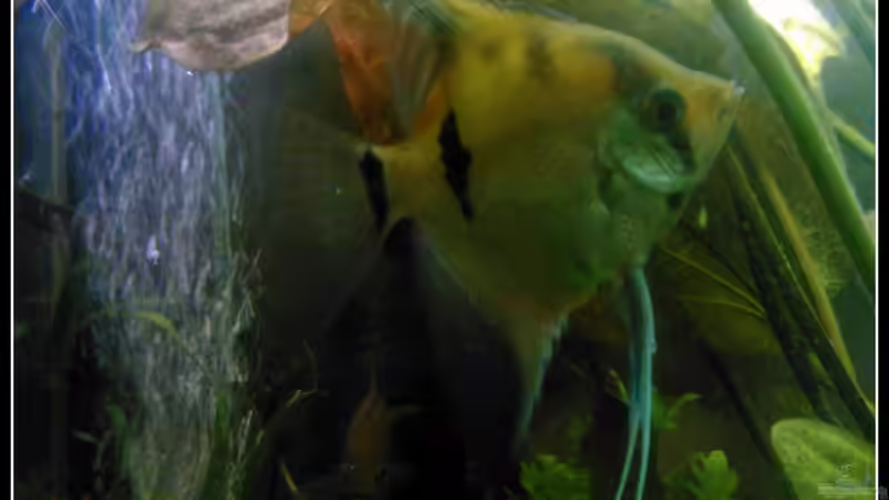 Pterophyllum Skalare von mariajudyta (32)