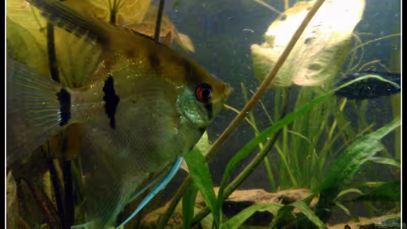 Pterophyllum Skalare von mariajudyta (39)