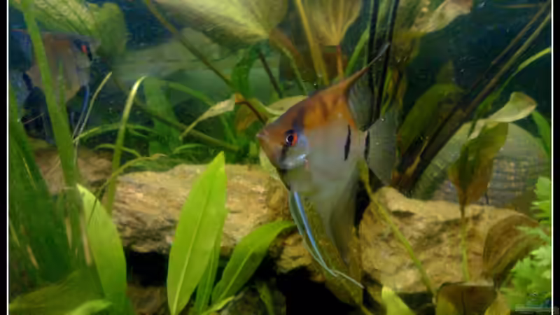 Pterophyllum Skalare von mariajudyta (57)