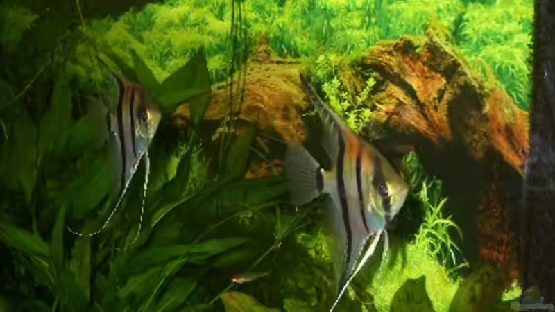 Pterophyllum von VeLa (6)