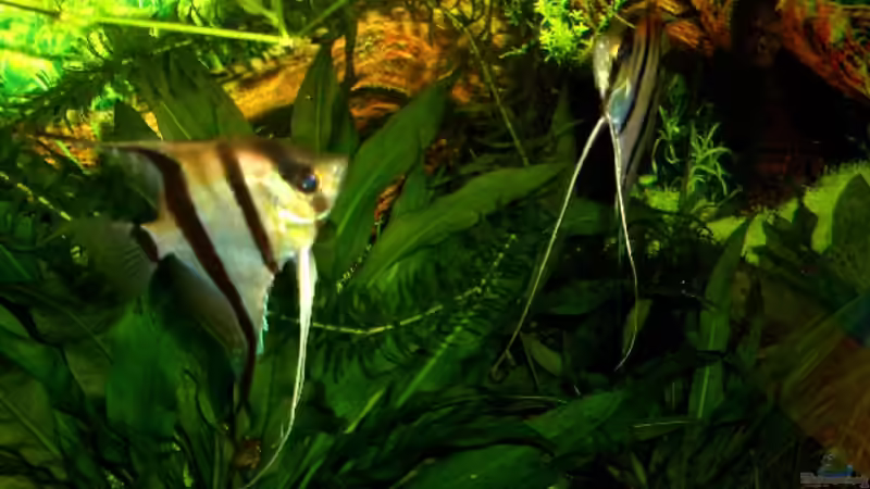 Pterophyllum von VeLa (7)