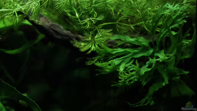 pteropus ´windelov´ von die Perle... (12)