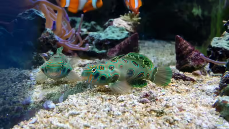 Pterosynchiropus picturatus - LSD Mandarin-Fisch von Dirk Schäfer (31)