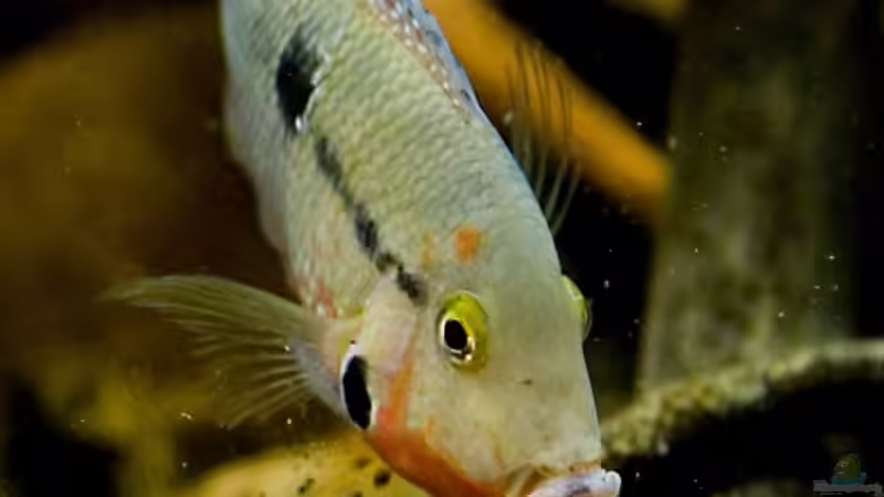 Pünktchen beim Sanddurchkauen von Benjamin Hamann (35)