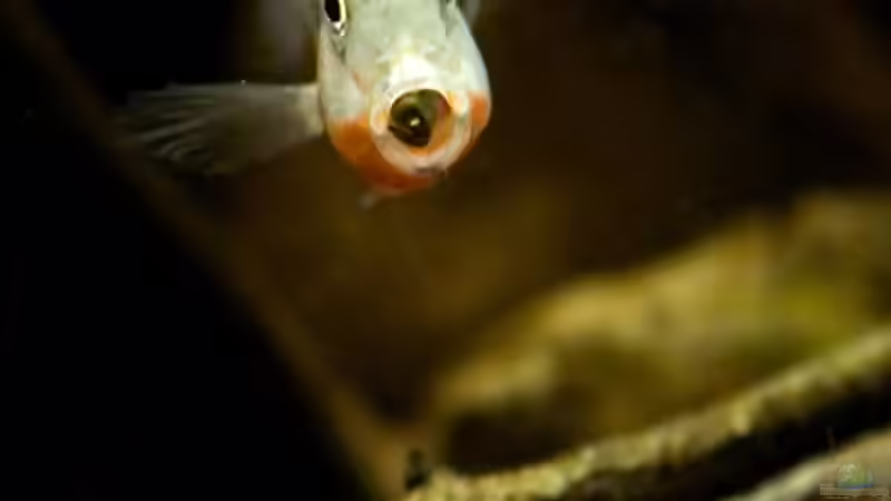 Pünktchen mit vollem Mund von Benjamin Hamann (34)