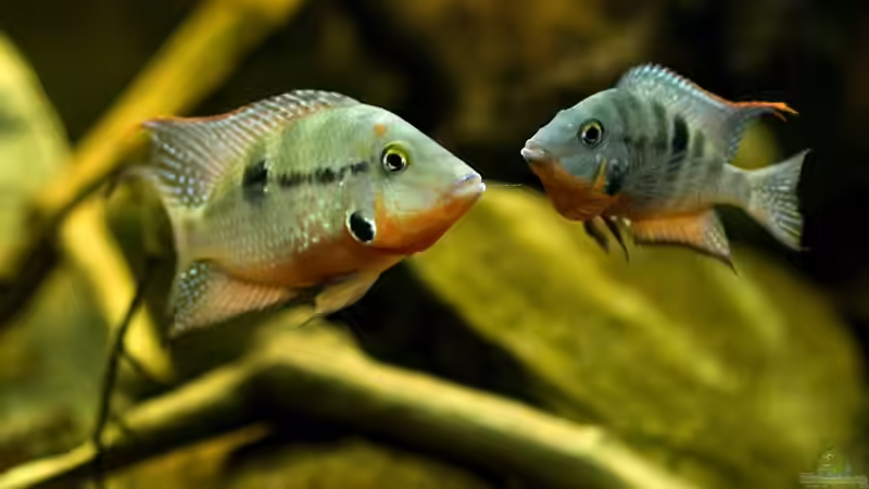 ´Pünktchen und Lady´ von Benjamin Hamann (49)