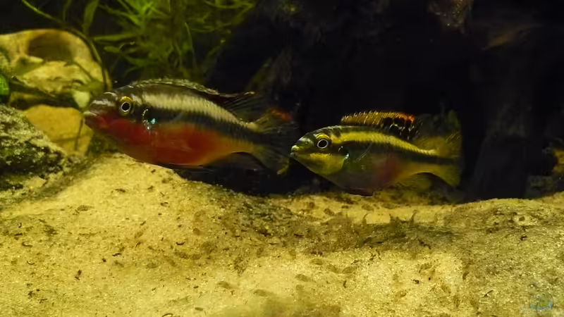 Pulcher-Brutpflege von Romulus71 (21)