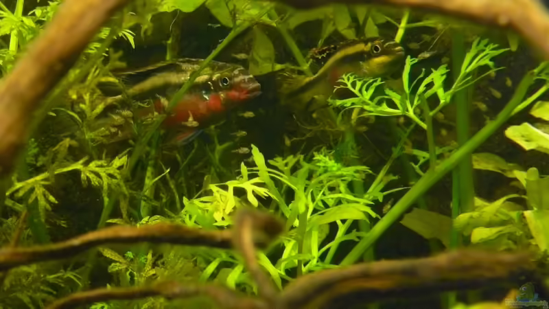 Pulcher-Brutpflege von Romulus71 (22)