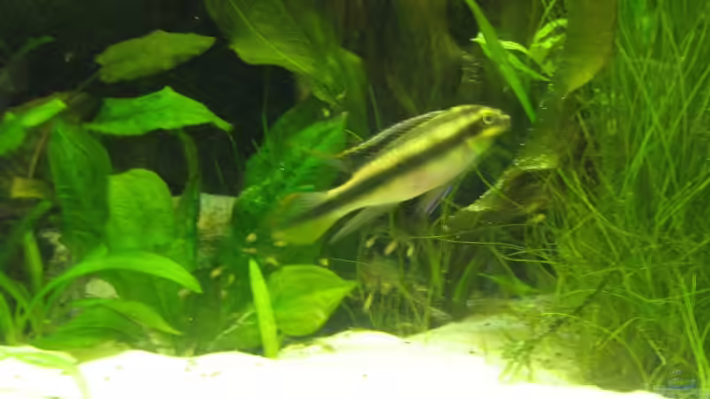 Pulcher Männchen mit Nachwuchs von Dirk Meißner (19)