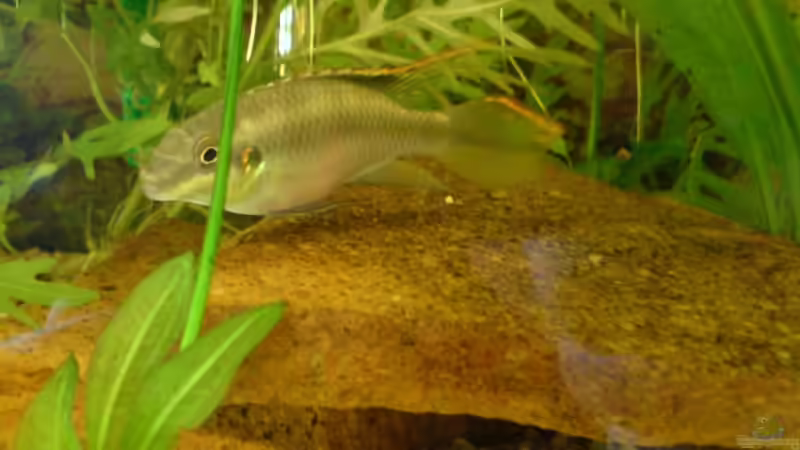 Pulcher Mann von Peter Krusche (8)