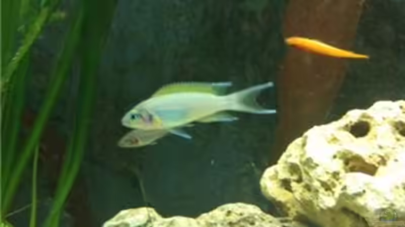 pulcher und leleupi zusammen von René Cremer (16)