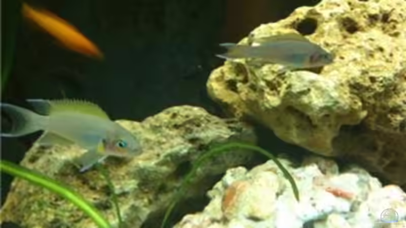 pulcher von René Cremer (15)