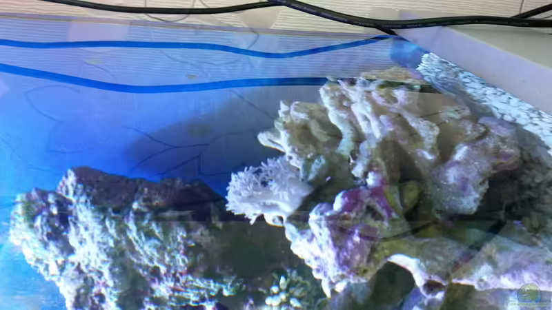 pumpende Xenia von Wiege (6)