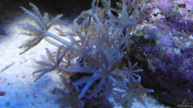 Pumpende Xenie von Steffen Ruck (37)