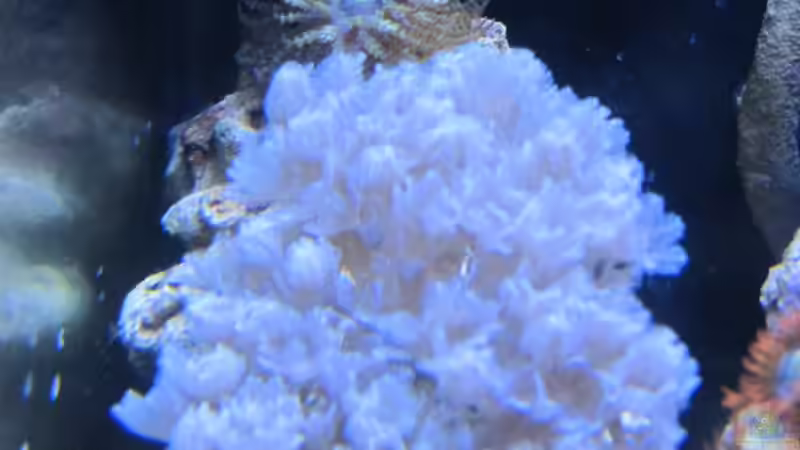 Pumpende Xenien/ Sandanemone von Haens84 (30)