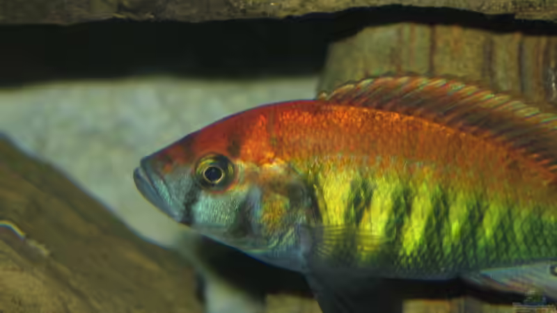 Pundimilia nyerei Ruti Island, Kopfansicht von Johannes Meyer (14)