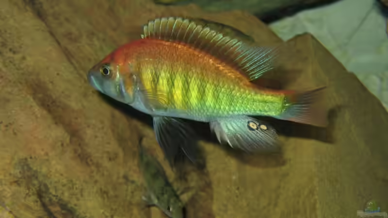 Pundimilia nyerei Ruti Island von Johannes Meyer (11)