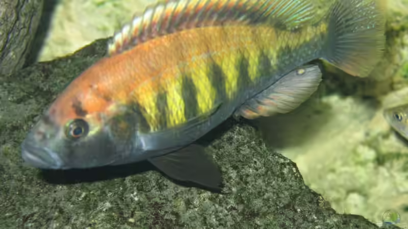 Pundimilia nyerei Ruti Island von Johannes Meyer (15)