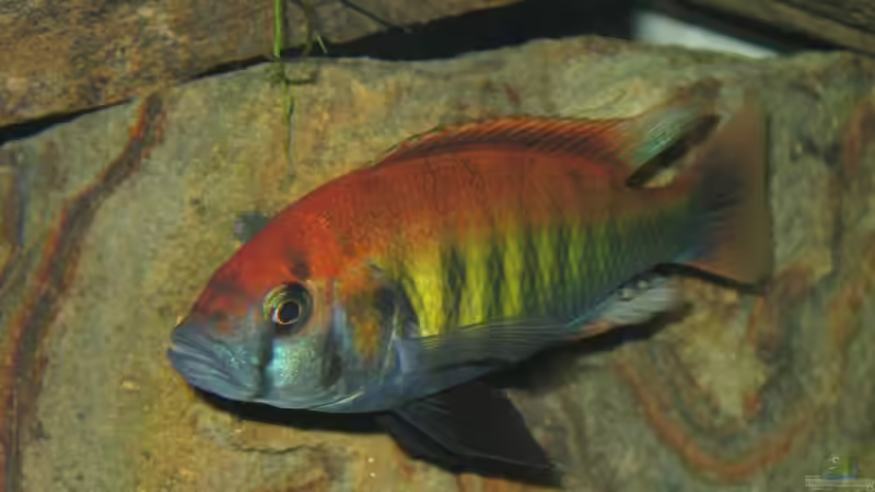 Pundimilia nyerei Ruti Island von Johannes Meyer (8)