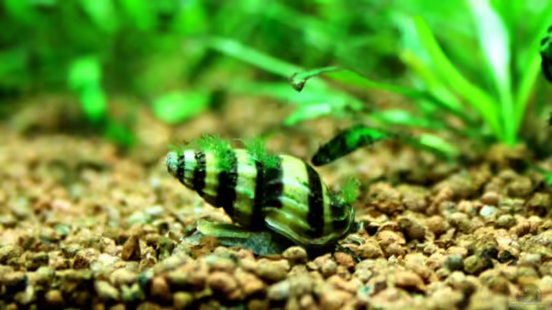 ´Punkerschnecke´ mit grünen ´Haaren´ von Sue (73)