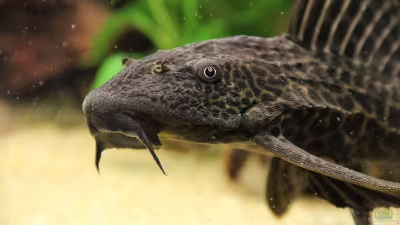 Punktierter Schilderwels von Sabrina Plankensteiner (48)