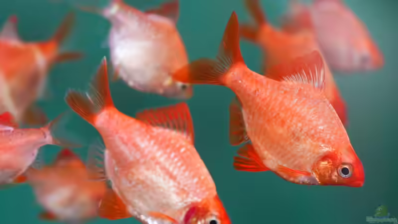 Puntigrus tetrazona von djoser (48)