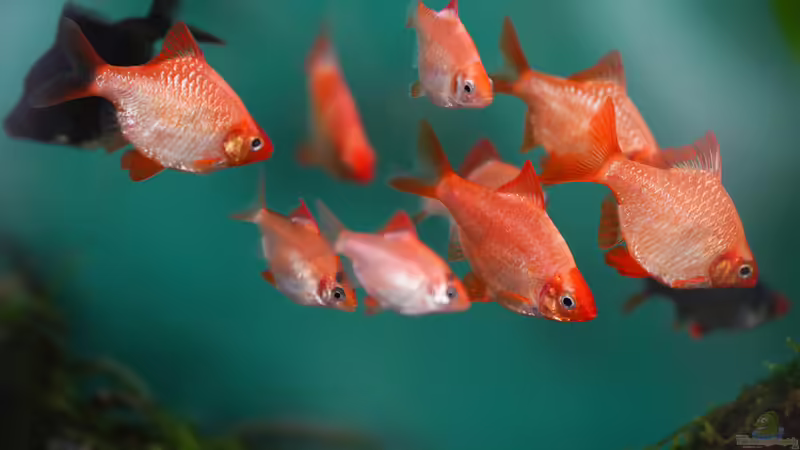 Puntigrus tetrazona von djoser (49)