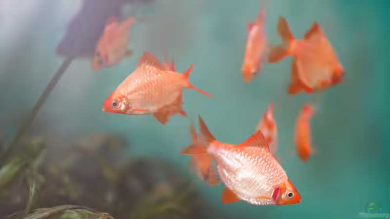 Puntigrus tetrazona von djoser (50)