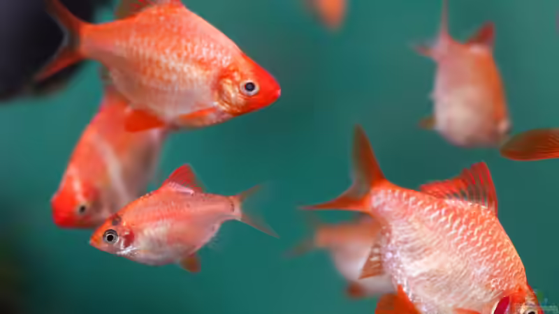 Puntigrus tetrazona von djoser (52)