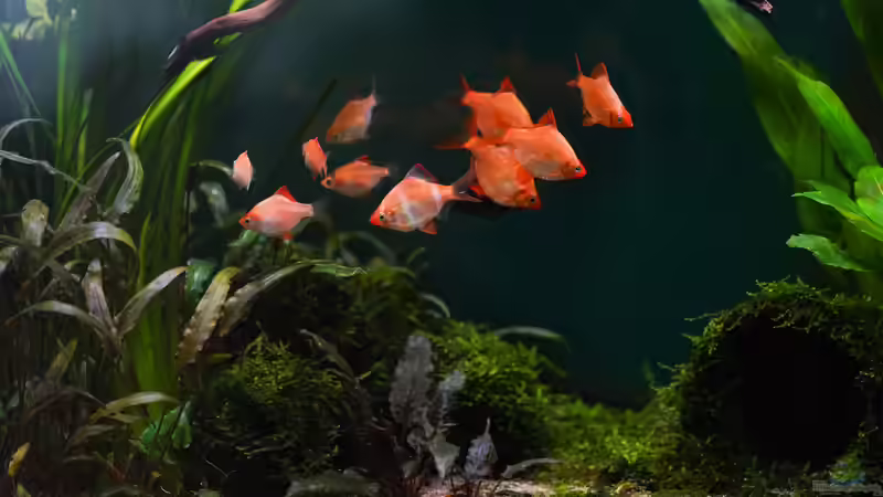 Puntigrus tetrazona von djoser (55)