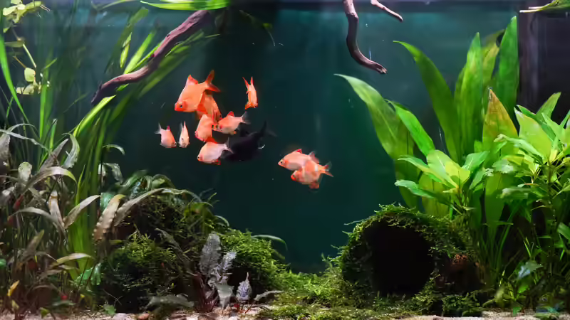 Puntigrus tetrazona von djoser (56)