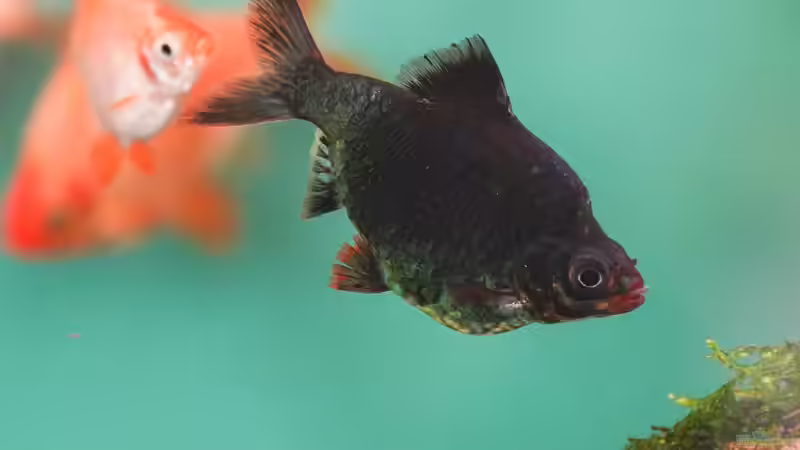 Puntigrus tetrazona von djoser (57)