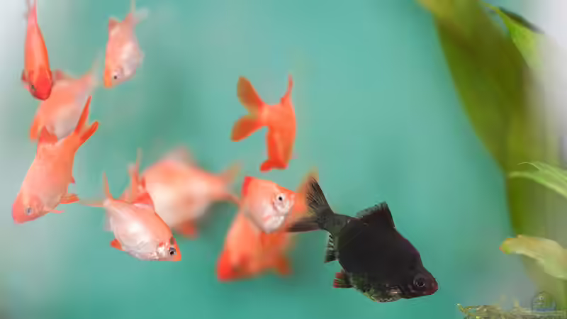 Puntigrus tetrazona von djoser (58)