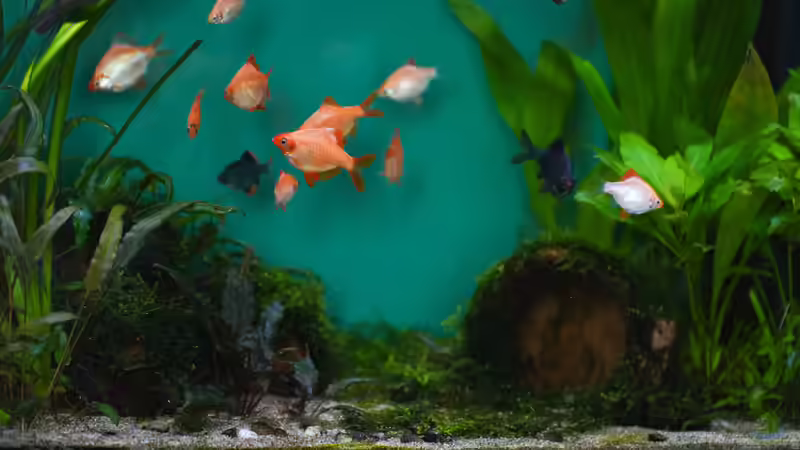 Aquarien mit Sumatrabarben (Puntigrus tetrazona)