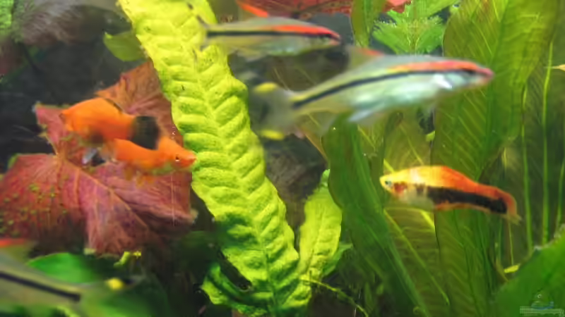 Puntius denisoni und Schwertträger von Dirk Meißner (21)