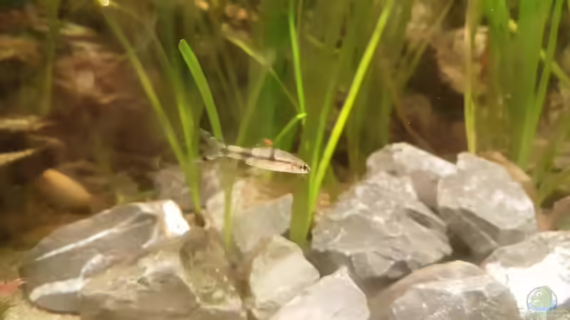 Puntius denisonii - Rotstrichbarbe Nachwuchs