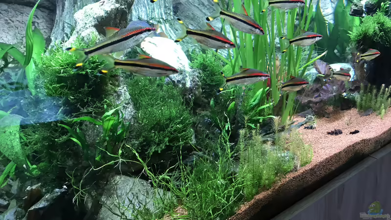 Puntius denisonii  von Acero (45)