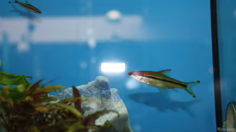 Einrichtungsbeispiele für Aquarien mit Puntius denisonii (Denisonbarbe / Rotstreifenbarbe / Rotstreifen-Torpedofisch)