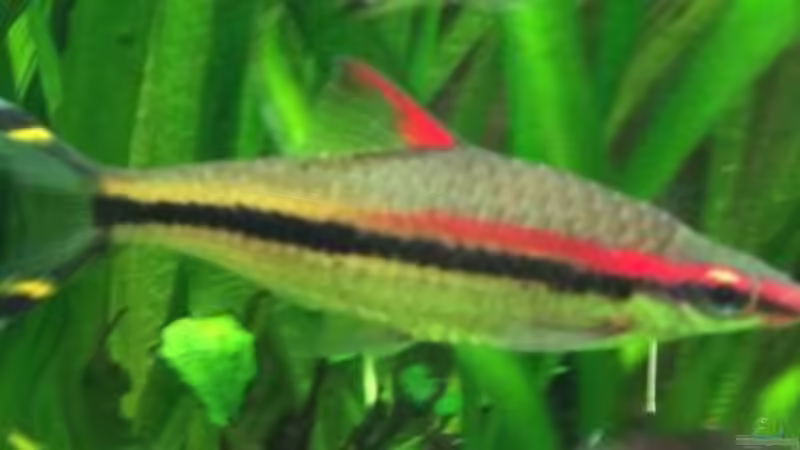 Puntius denisonii von FAT (4)