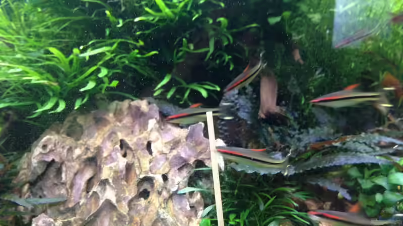 Puntius Denisonii von Olle696 (23)